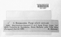 Curvularia ravenelii image